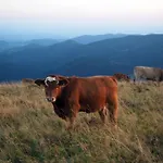 Schwarzwaldfeder * Todtnau