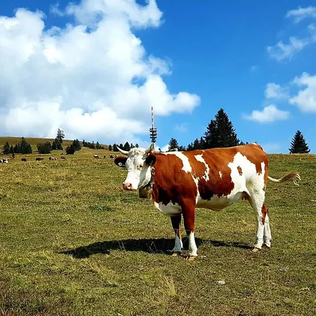 Schwarzwaldfeder Apartment Todtnau