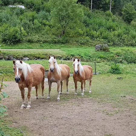 Schwarzwaldfeder Todtnau