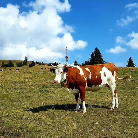 Lägenhet Schwarzwaldfeder Todtnau